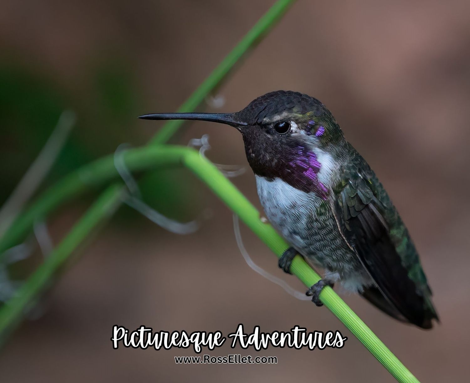 Mouse Pad: Hummingbird
