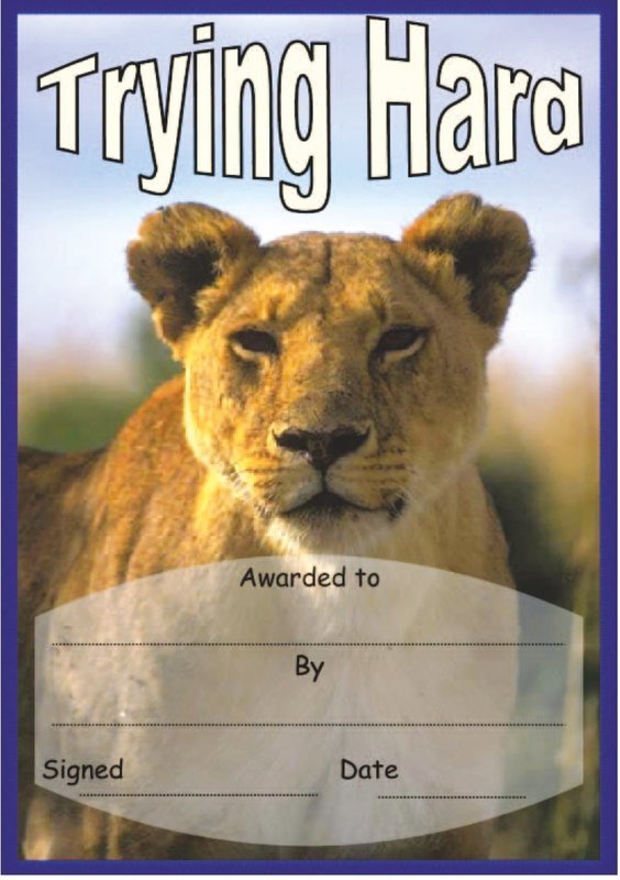 Trying Hard Lion