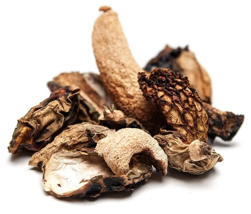 Witch&#39;s egg (Phallus impudicus) from wild collection – dried stinkhorn 50 g to buy in Switzerland