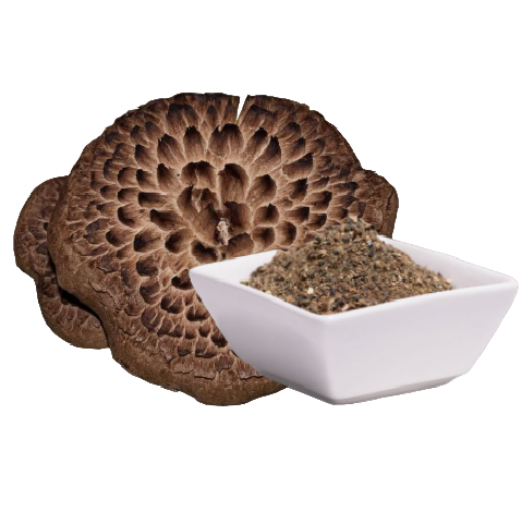Habichtspilz / Scaly Tooth fungus (Sarcodon imbricatum) ( 60 Kapseln x 500 mg)