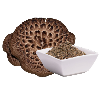 Habichtspilz / Scaly Tooth fungus (Sarcodon imbricatum) ( 60 Kapseln x 500 mg)