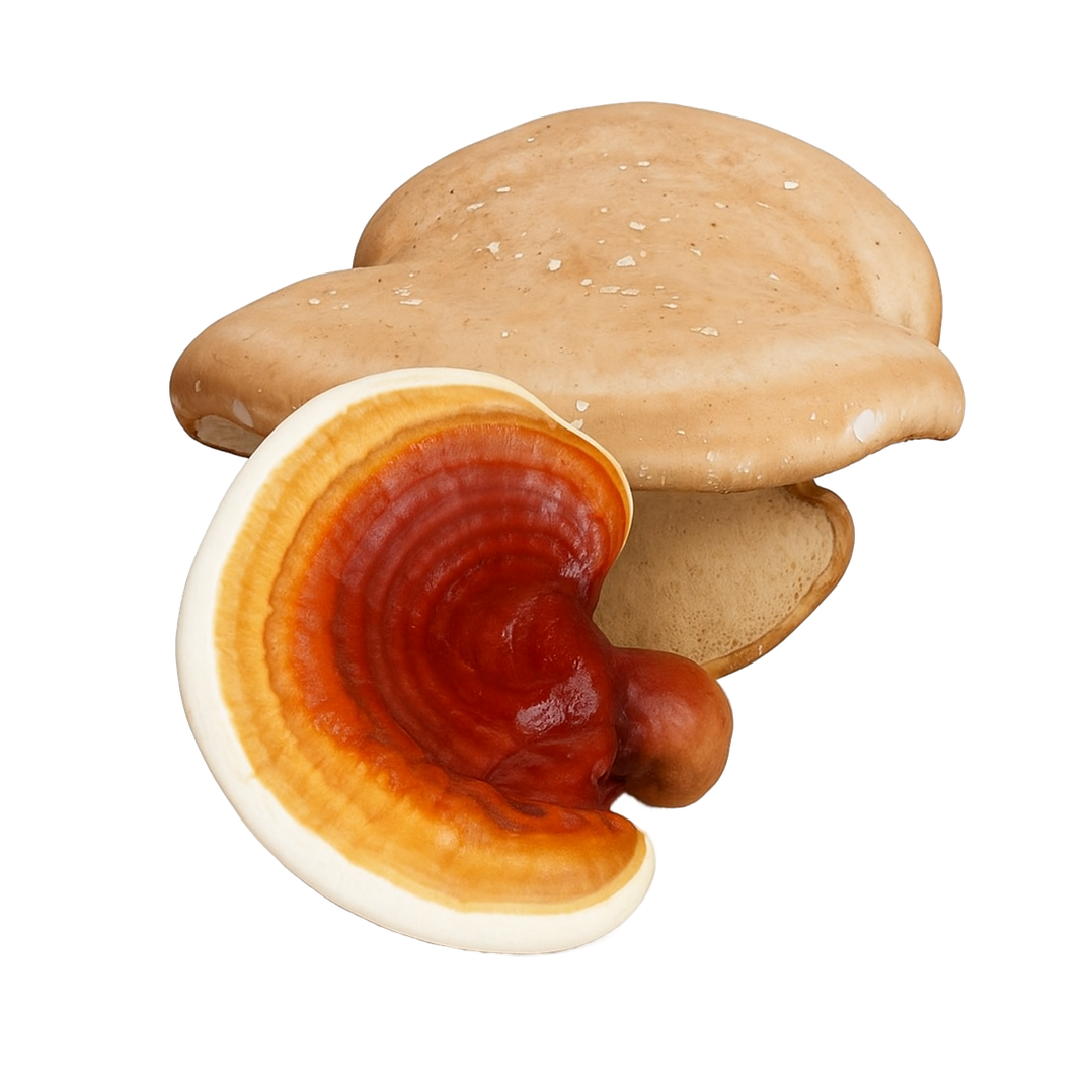 Microflora mixture with mushrooms: Natural support for the gastrointestinal tract and immune system