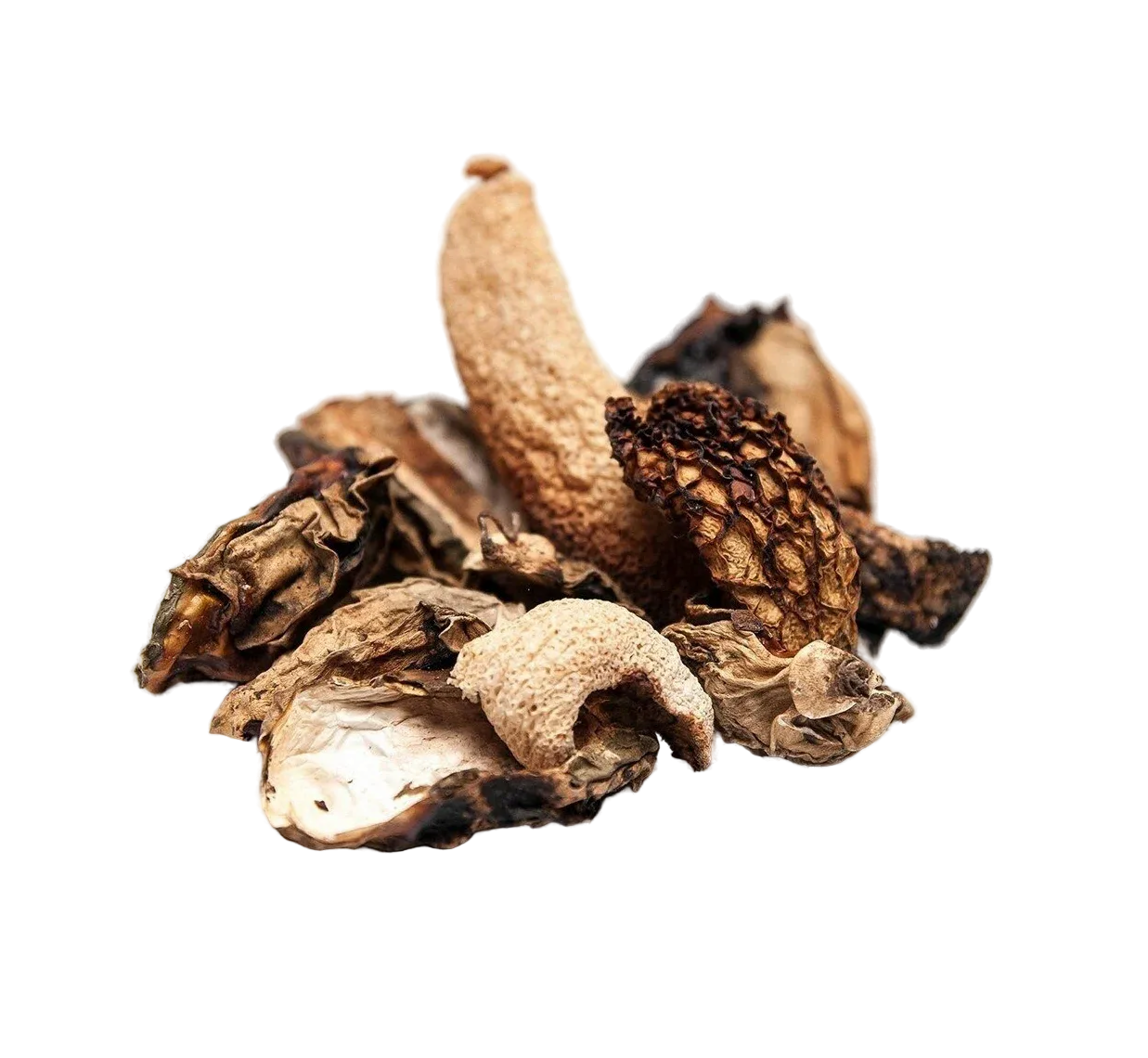 Buy 50 g of Witch&#39;s egg / Common Stinkhorn from wild collection (Phallus Impudicus) in Switzerland