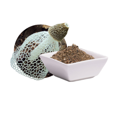 Hexenei / Gemeine Stinkmorchel (Phallus Impudicus) Extrakt ( Kapseln 60 x 500 mg )