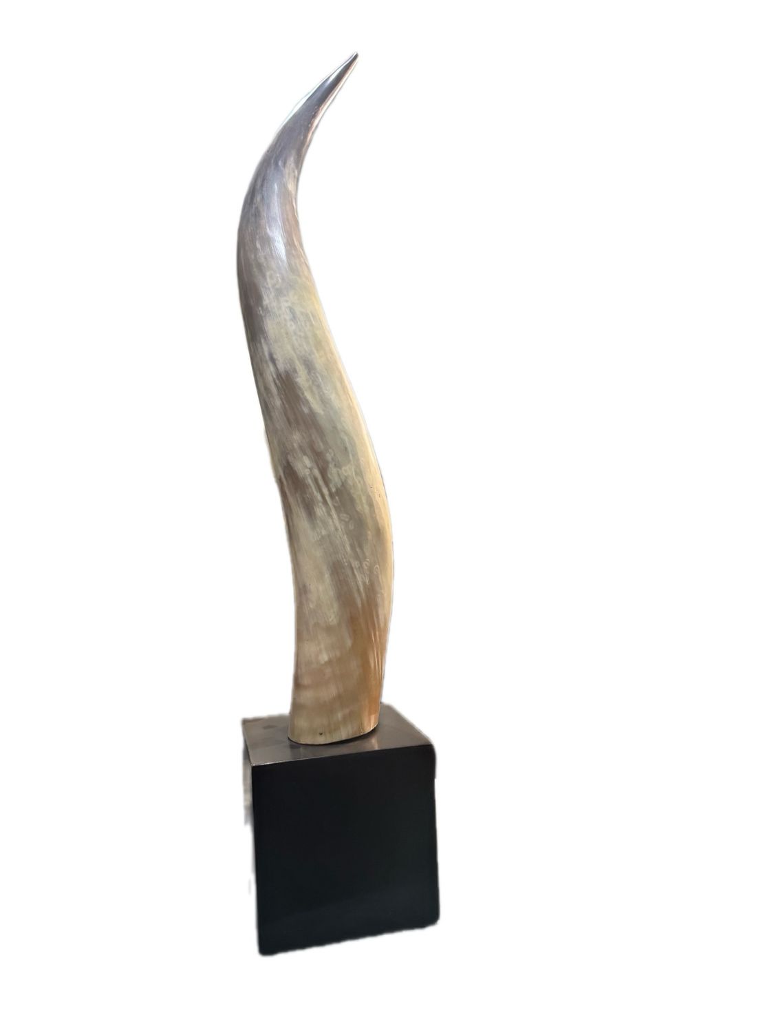 POLISHED BULL HORN (SOUTH AFRICA)