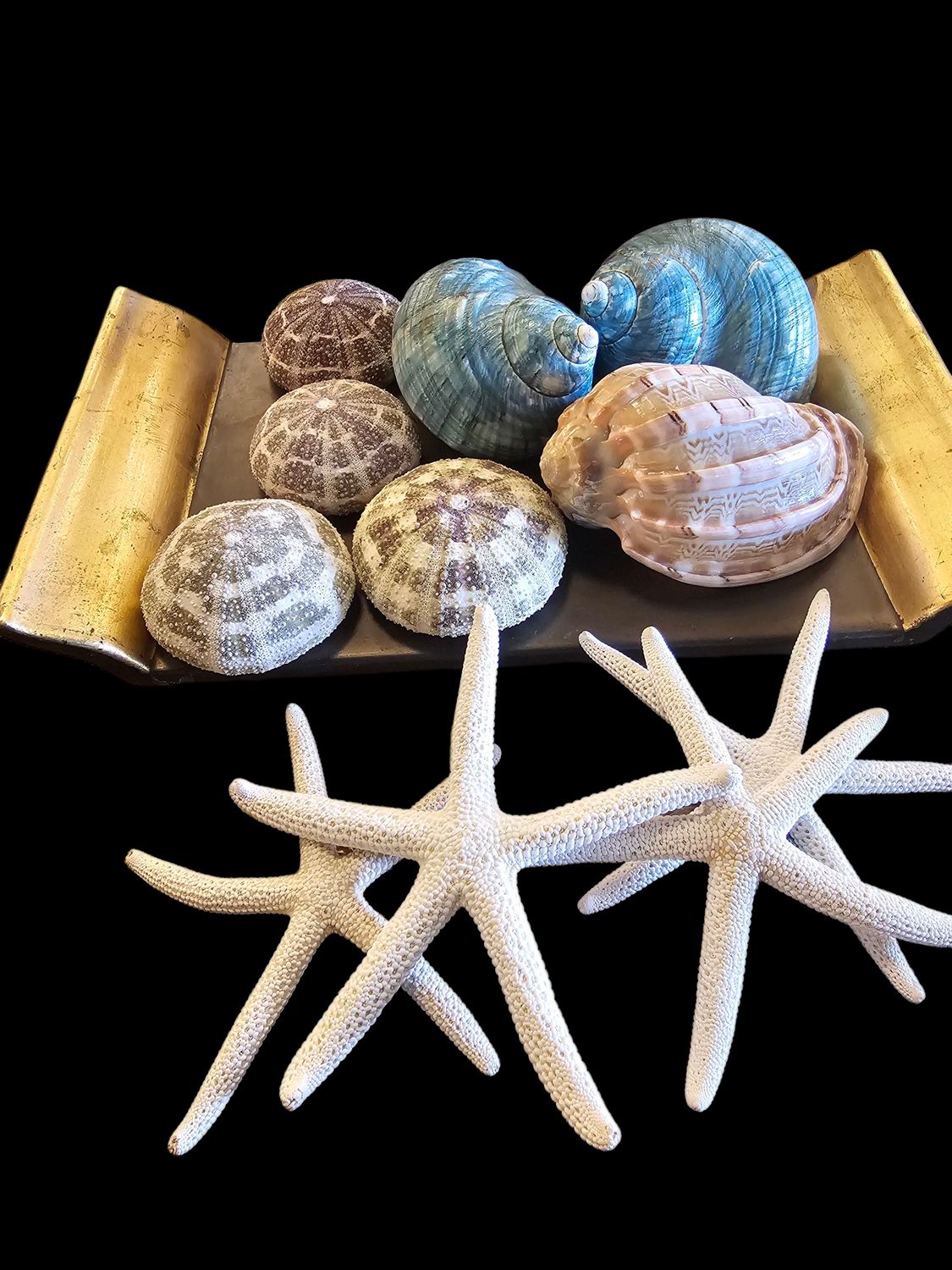 SHELL ASSORTED DECORATIVES