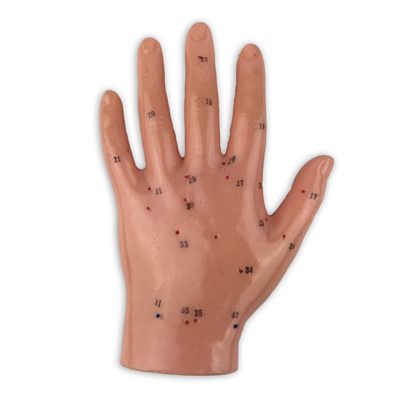 Human Hand Model