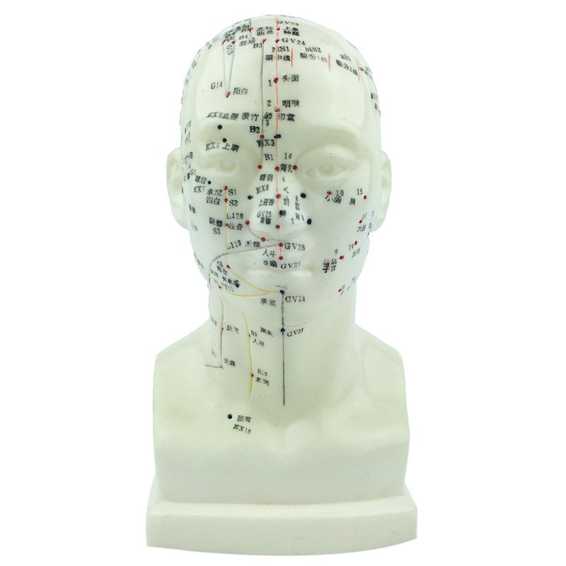 Human Head Model