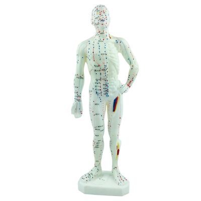 Model of Human Body Model of Human Body