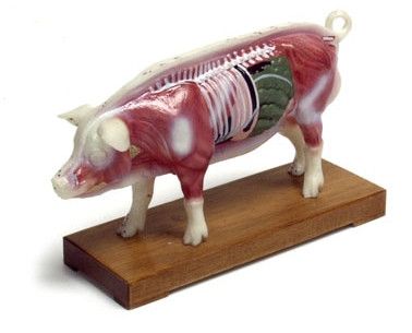 Model of Pig