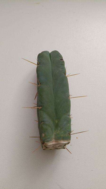 Bolivian Torch (Echinopsis lageniformis) - Steckling
