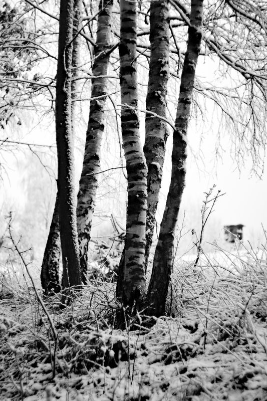 Winterwald by Katrin Markstein