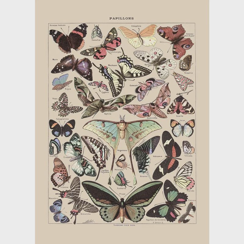 Vintage Butterfly Print Ii (Papillons Pour Tous, A. Millot)