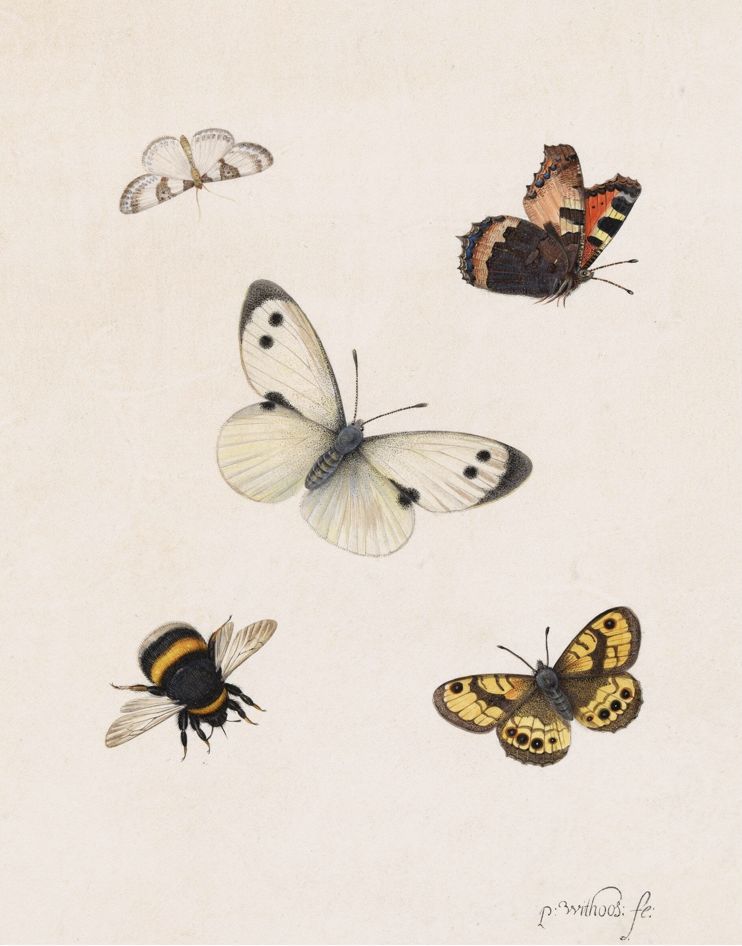 Vintage Insect Fine Art Print | Antique Bee and Butterfly Illustration | Natural History Wall Art | Pieter Withoos | 17th Century Art