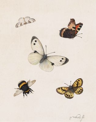 Vintage Insect Fine Art Print | Antique Bee and Butterfly Illustration | Natural History Wall Art | Pieter Withoos | 17th Century Art