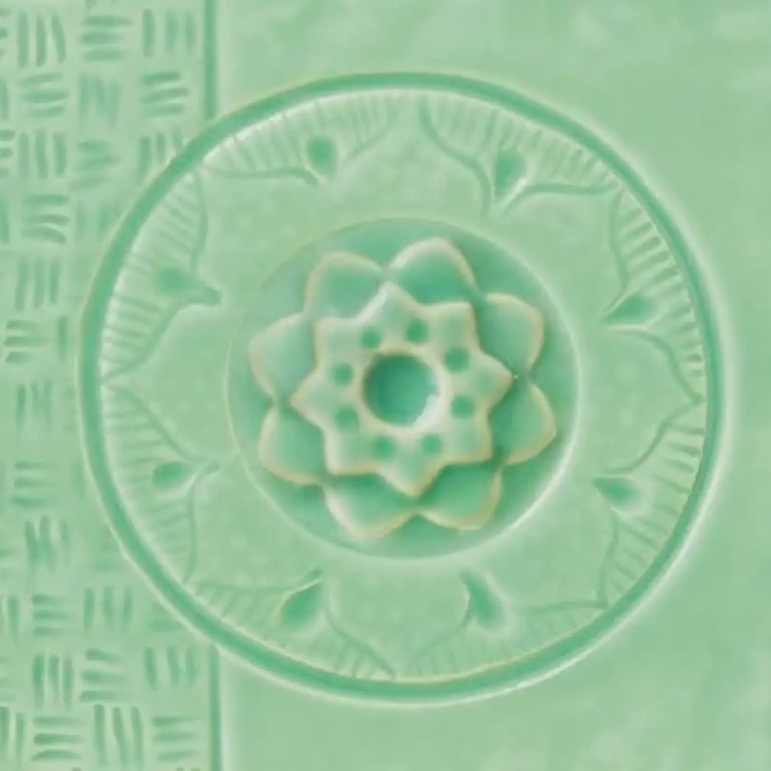 CEL SUCCULENT