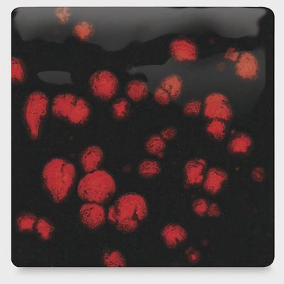 JG Black Opal
