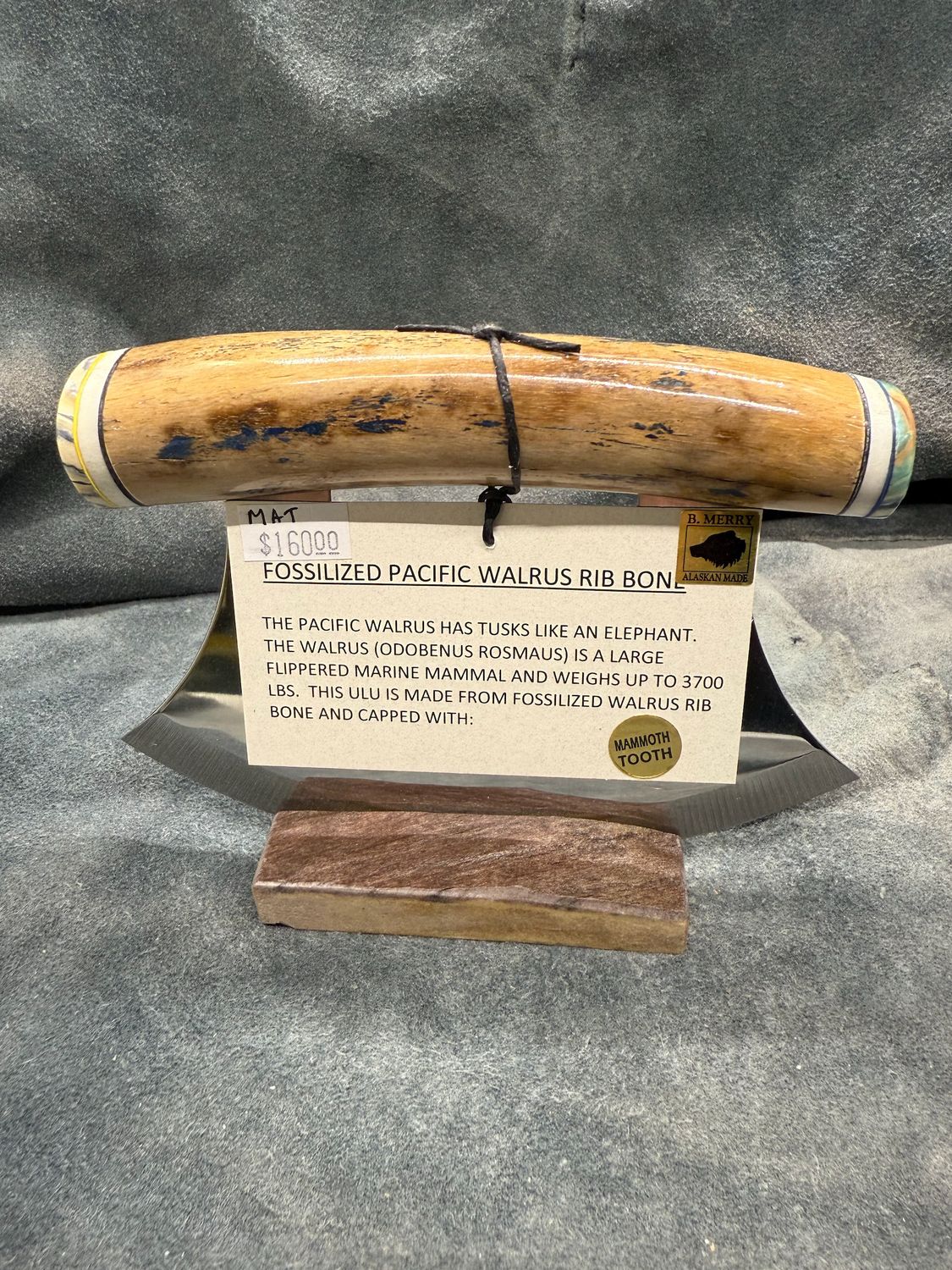 Walrus Rib Bone (With Mammoth Tooth)