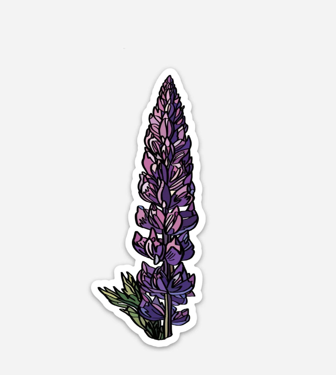 Lupine