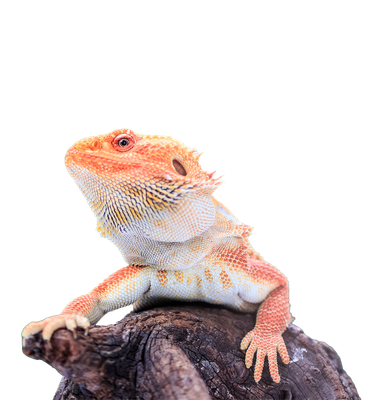 Reptile
