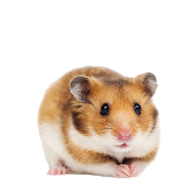 Small Pet