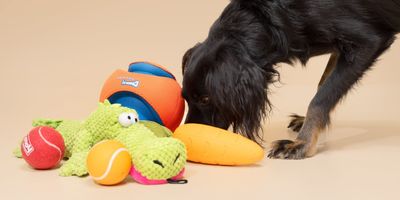 Dog Supplies
