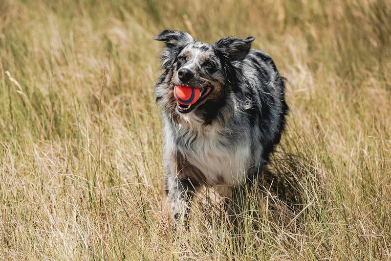 CHUCK IT! Medium Ultra Squeaker 2 Pack