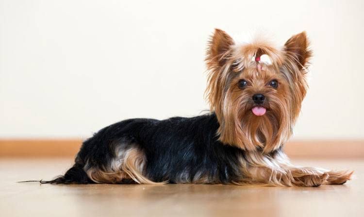 small dog full haircut