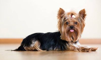 small dog full haircut