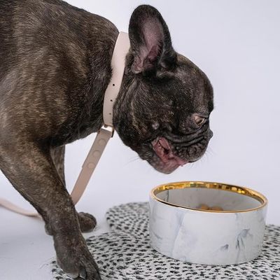 Dexypaws Ceramic Dog Bowl, Grey Marble with Gold Accent 15oz