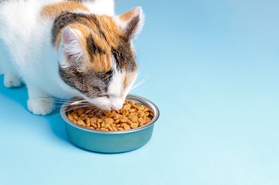 Cat Food