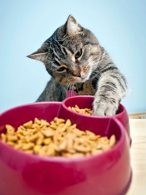 Cat Dry food
