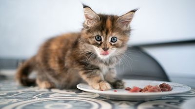 Kitten Food