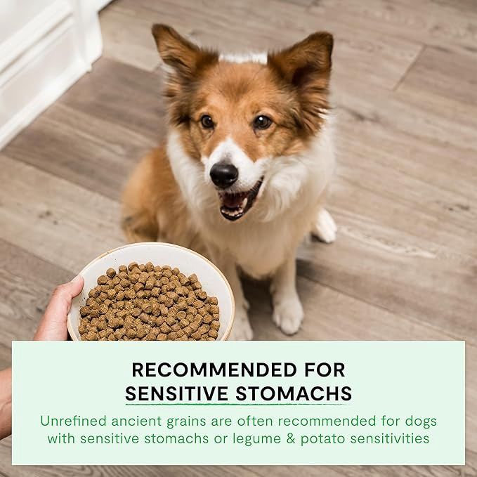 Open Farm dog-food---4lb---catch-of-the-season-whitefish-grain