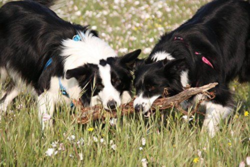 Rogz Classic Step-in Harness Pink (X-Large) | for Dogs