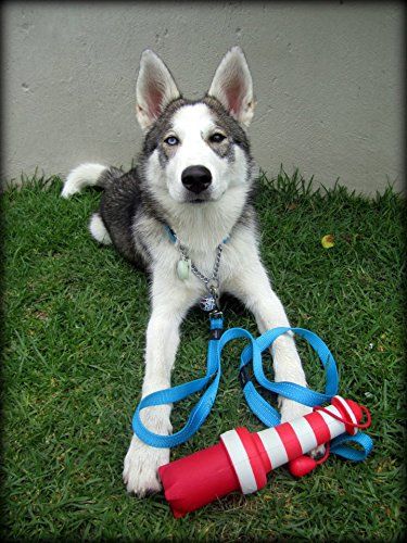 Rogz Utility Large 3/4" Fanbelt Fixed 6' Long Reflective Dog Leash, Turquoise