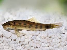 Black Algae Eater