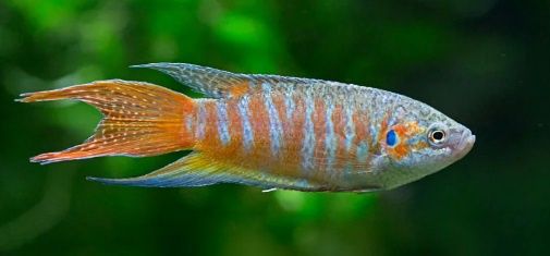 Blue Paradise Gourami