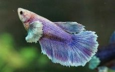 Female Betta Fish