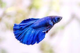 Male Betta Fish