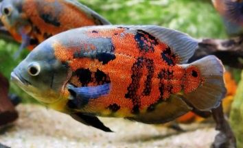 Red Tiger Oscar 2.5 - 3"