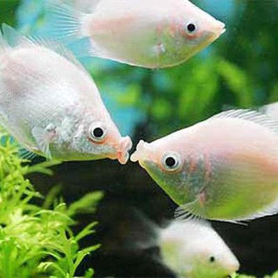 Pink Kissing Gourami