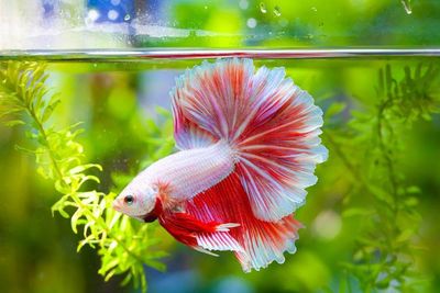Fish