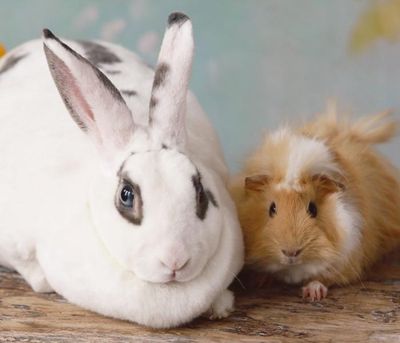 Small Animals