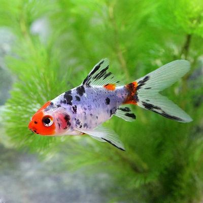 Live Fish