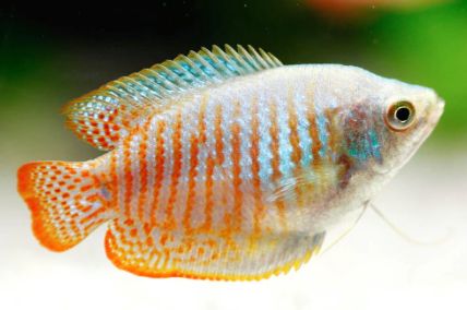 Dwarf Gourami Male Reg