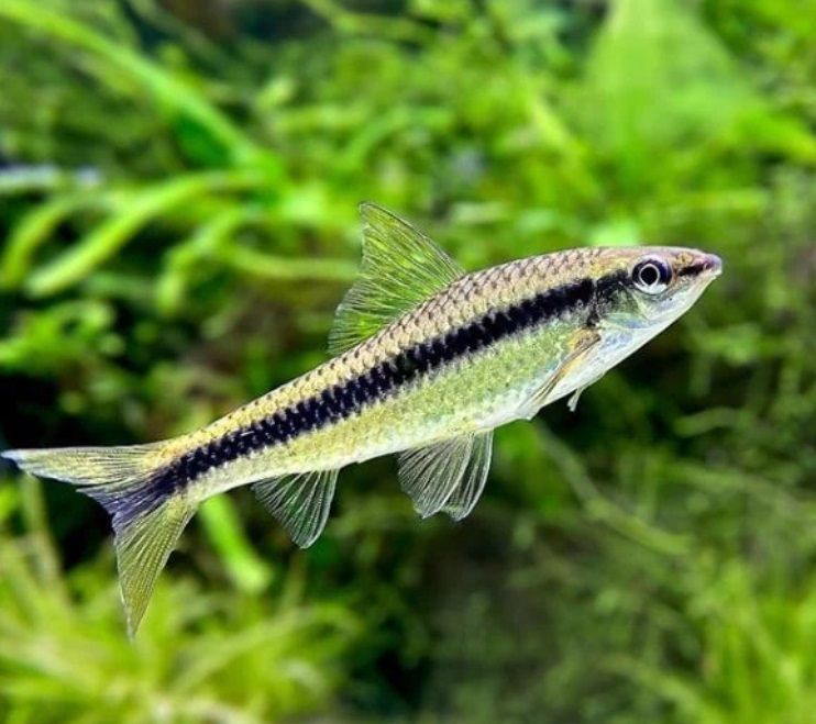 Siamese Algae Eater Reg