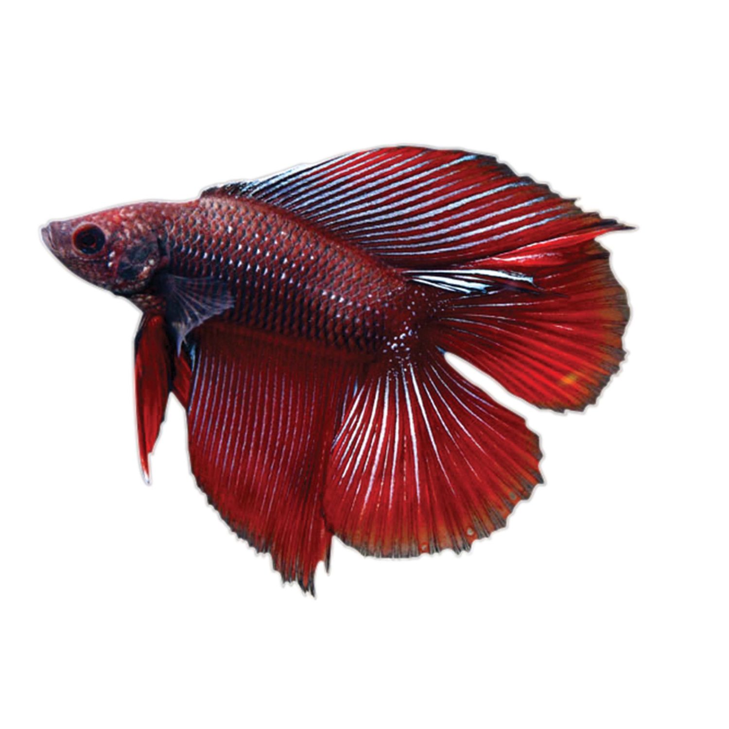 Halfmoon Betta Male Lrg