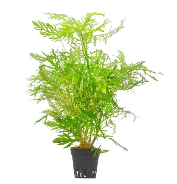 Wisteria Potted Reg