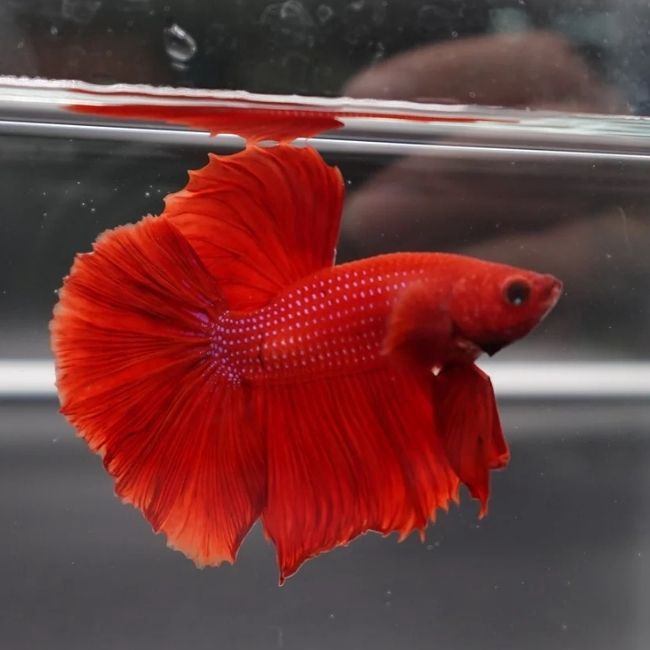 Halfmoon Betta Male